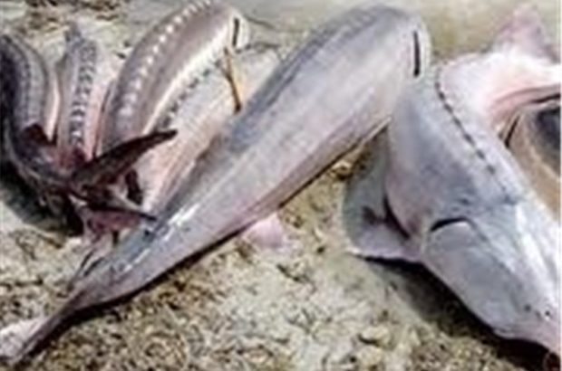 زیرساخت‌های لازم برای پرورش ماهی خاویاری در قم فراهم شود