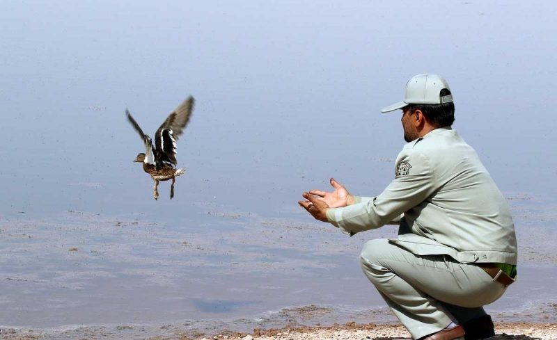 رهاسازی ۱۰ پرنده وحشی در دامان طبیعت استان قم