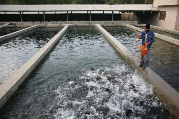 قم نخستین صادرکننده گوشت ماهیان خاویاری پرورشی در کشور است
