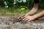 توزیع ۷۰ هزار نهال درختان میوه بین شهروندان قمی