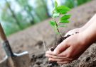 ضرورت مشارکت نهادهای مردمی در طرح «کاشت یک میلیارد درخت»