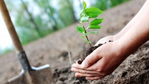 کاشت نهال به نام متولدین ۱۴۰۲ در قم درخت دوستی بنشانیم و نهال رایگان ضرورت مشارکت نهادهای مردمی در طرح «کاشت یک میلیارد درخت»