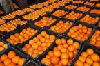 ۱۰۵۰ تن سیب و پرتقال برای تأمین میوه شب عید در قم ذخیره می‌شود