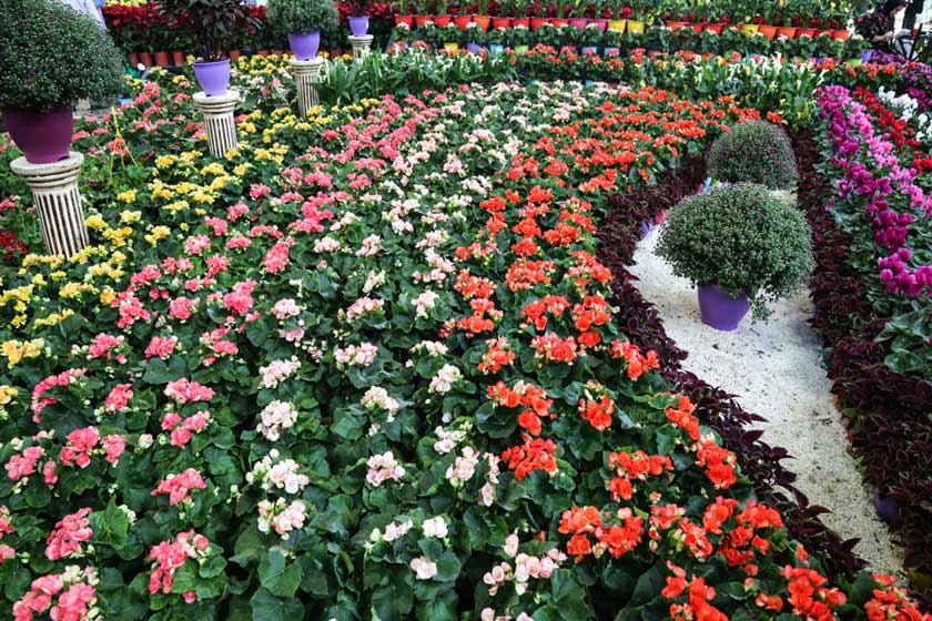 سومین نمایشگاه گل و گیاه در قم برگزار می‌شود
