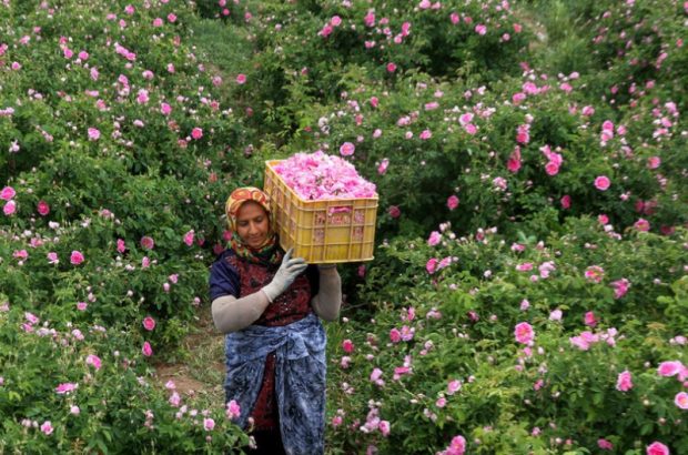 ۷۰۰ تن گل محمدی در قم برداشت می‌شود