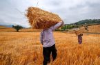 ۳۰ هزار تن گندم از مزارع قم برداشت می‌شود