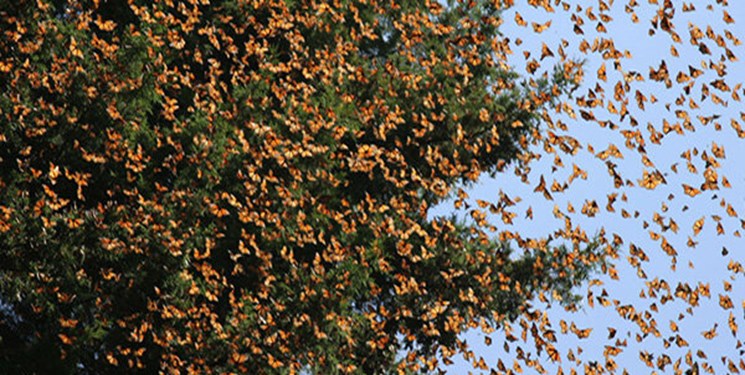 هجوم زیبای پروانه‌ها به قم