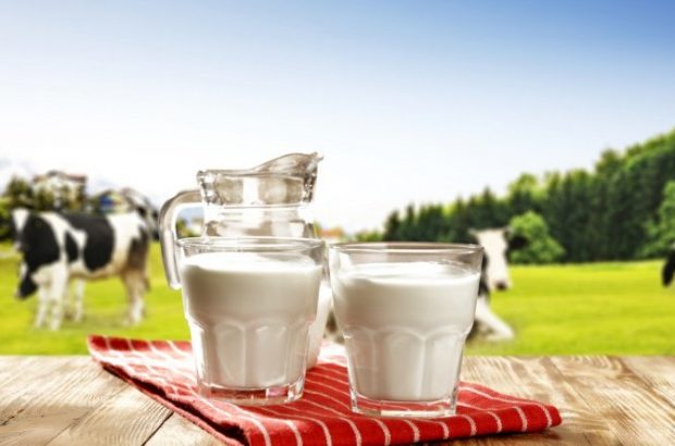 فواید و خواص شیر گاو/ چرا شیر گاو بهتر از شیر گوسفند است؟