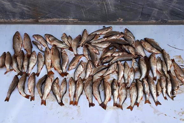 ماهیگیران متخلف در حاشیه رودخانه قمرود دستگیر شدند