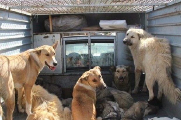 سگ‌های ولگرد دامشهر قم به سایت البرز منتقل می‌شوند/ حامیان حقوق حیوانات نگران نباشند