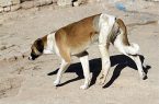 دستور دادستان برای جمع‌آوری سگ‌های ولگرد در قم ‌