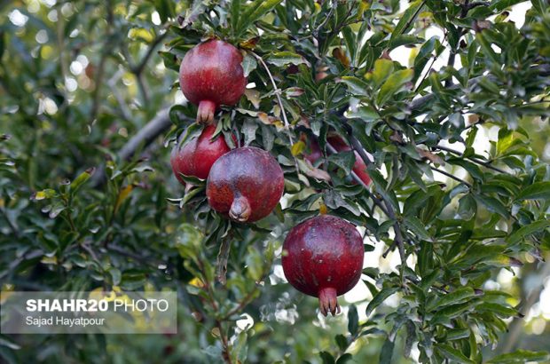 ۳۷ هزار تن انار در قم برداشت می‌شود