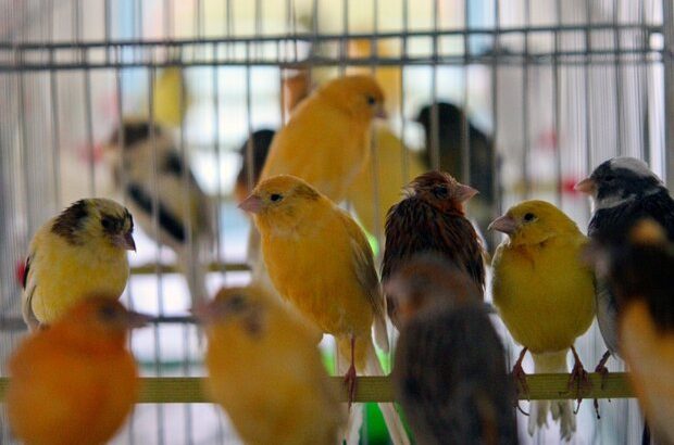 دستگیری سارقان پرنده‌های زینتی در قم