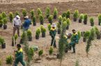 کاشت بیش از ۴۰۰ هزار اصله درخت و درختچه مثمر و دارویی در قم
