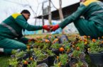 کاشت بیش از ۲۵۰۰ گلدان گل در فضای سبز پایانه‌های مسافربری قم