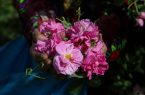 برداشت گل محمدی از باغ‌های موقوفه بانوی کرامت+تصاویر