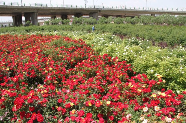احداث فضای سبز در محدوده پل شهید حججی