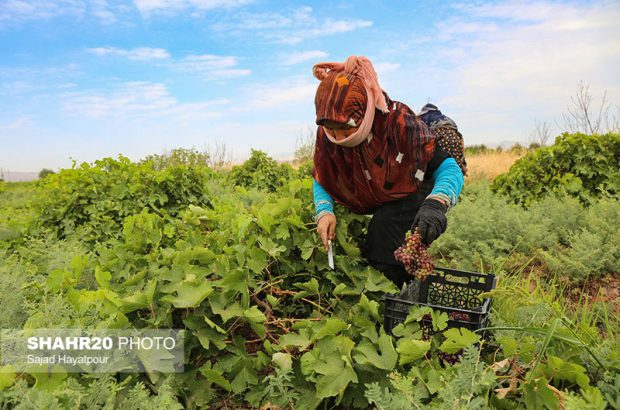 پیش‌بینی برداشت ۲۱ هزار تن انگور از مزارع قم