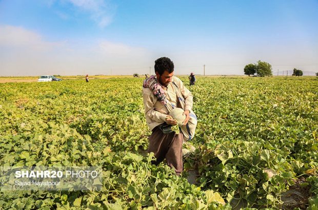 مهارت بالای کشاورزان قمی در کشت طالبی