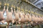 یک کشتارگاه مرغ در قم به پرداخت جریمه محکوم شد