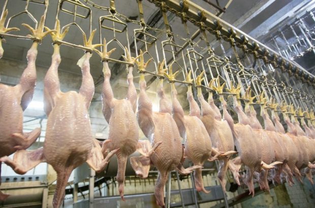 یک کشتارگاه مرغ در قم به پرداخت جریمه محکوم شد