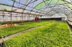 صرفه‌جویی ۱۰۰ میلیارد ریالی با راه‌اندازی خزانه قلمه مرکز تولیدات گل و گیاه در قم