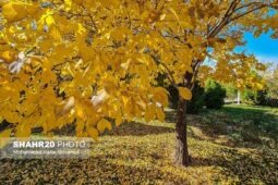 تصاویر/ طبیعت پاییز در قم