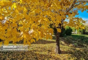 تصاویر/ طبیعت پاییز در قم