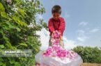 برداشت گل محمدی در باغات آستان حضرت معصومه(س)