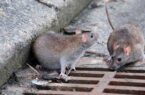 شهرداری به جنگ موش‌ها می‌رود