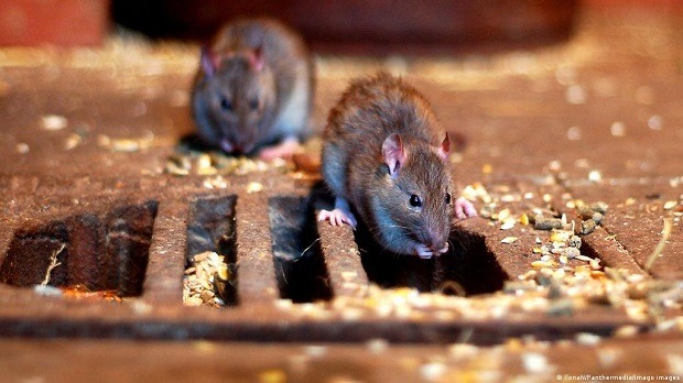 جمع‌آوری بیش از ۳ هزار لاشه موش در قم