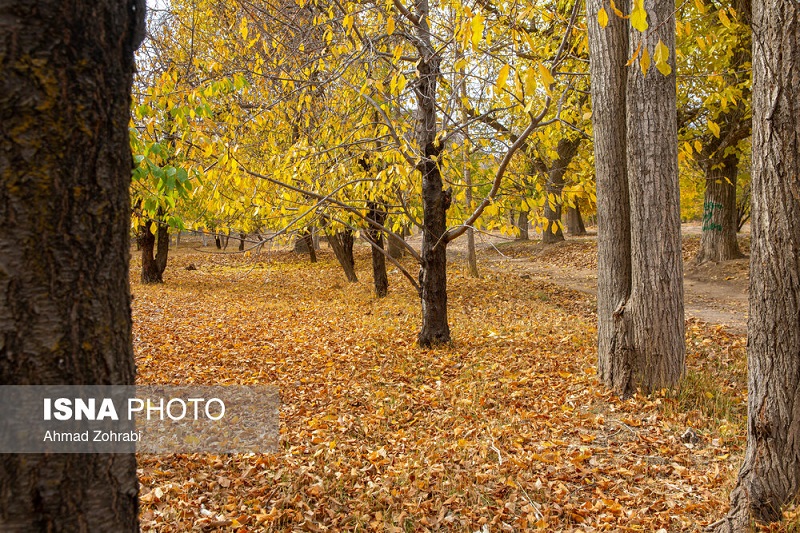 طبیعت پاییزی روستای «نایه» قم +تصاویر