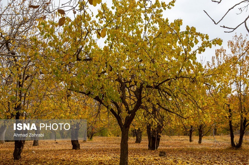 طبیعت پاییزی روستای «نایه» قم +تصاویر