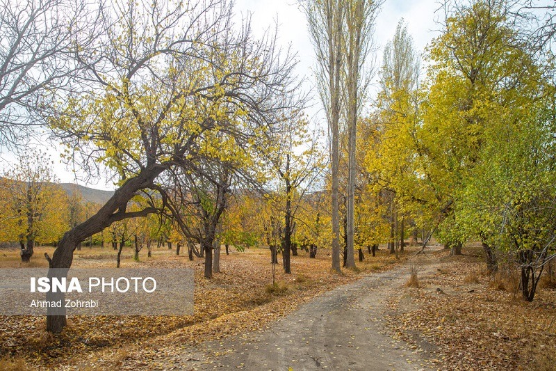 طبیعت پاییزی روستای «نایه» قم +تصاویر