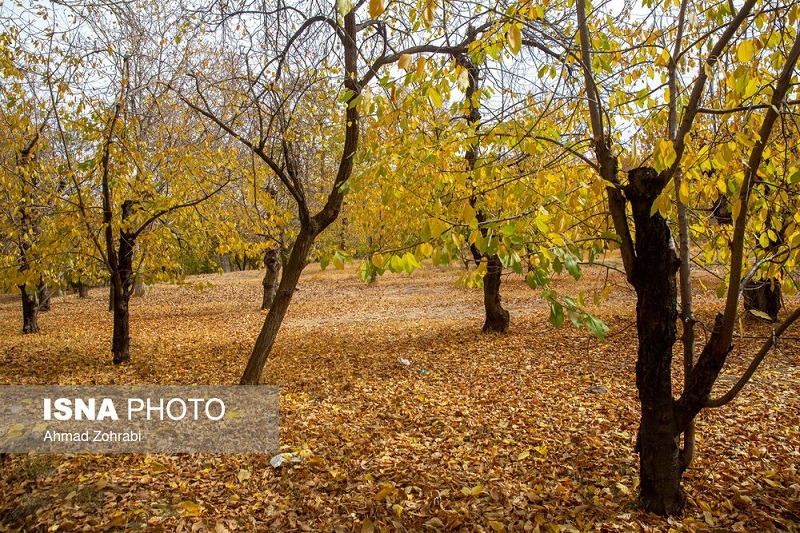 طبیعت پاییزی روستای «نایه» قم +تصاویر