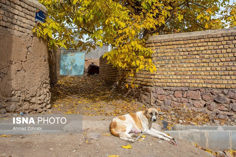 طبیعت پاییزی روستای «نایه» قم +تصاویر