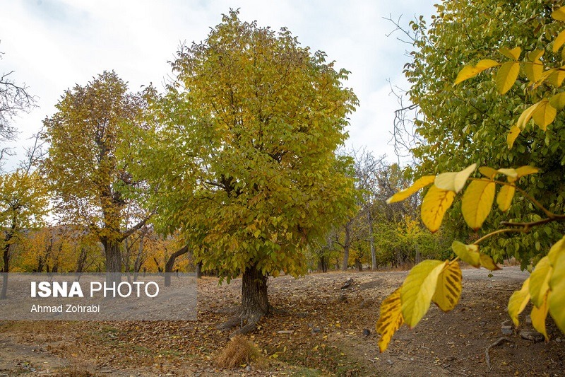 طبیعت پاییزی روستای «نایه» قم +تصاویر