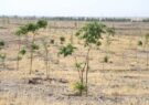 ادامه عملیات آماده‌سازی کاشت درخت در بوستان معصومیه