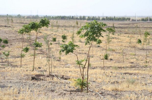 ادامه عملیات آماده‌سازی کاشت درخت در بوستان معصومیه
