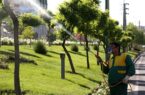 اجرای عملیات سم‌پاشی ۶۰ هزار درخت نارون علیه آفت برگ‌خوار نارون در قم