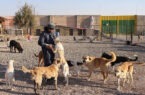 فعالیت‌ مستمر اکیپ‌های جمع‌آوری سگ‌های ولگرد در قم