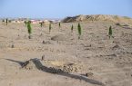 کاشت درخت زیتون در ۲۰ هکتار از عرصه بوستان معصومیه و رضوی قم