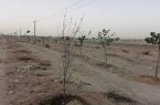 کاشت بیش از سه هزار اصله درخت در فضای سبز ورودی خرمشهر قم