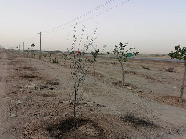 کاشت بیش از سه هزار اصله درخت در فضای سبز ورودی خرمشهر قم