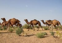 شترها قهرمانان دیروز؛ متهمان امروز؟
