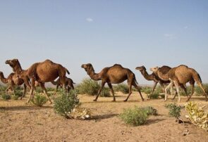 شترها قهرمانان دیروز؛ متهمان امروز؟