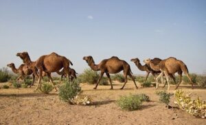 شترها قهرمانان دیروز؛ متهمان امروز؟
