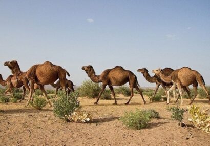 شترها قهرمانان دیروز؛ متهمان امروز؟