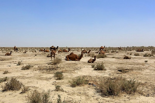 شترها قهرمانان دیروز؛ متهمان امروز؟